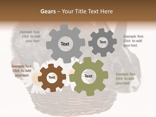 Season Happy Animal PowerPoint Template