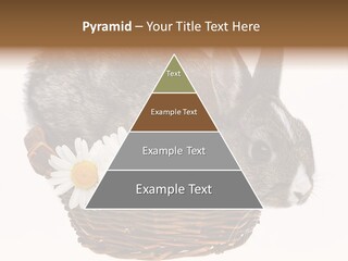 Season Happy Animal PowerPoint Template