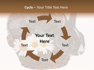 Season Happy Animal PowerPoint Template