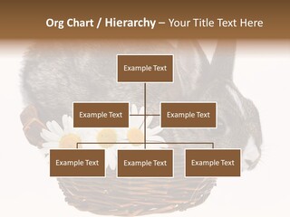 Season Happy Animal PowerPoint Template