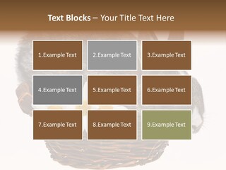 Season Happy Animal PowerPoint Template