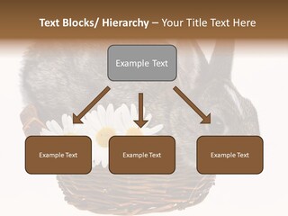 Season Happy Animal PowerPoint Template