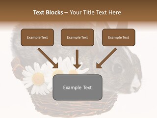Season Happy Animal PowerPoint Template