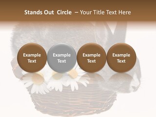 Season Happy Animal PowerPoint Template