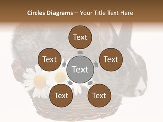 Season Happy Animal PowerPoint Template