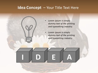 Season Happy Animal PowerPoint Template