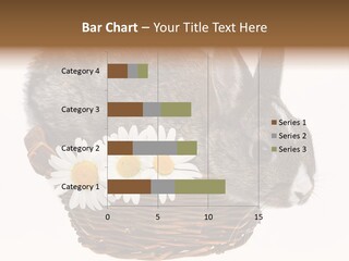 Season Happy Animal PowerPoint Template