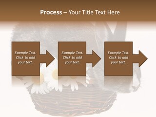 Season Happy Animal PowerPoint Template