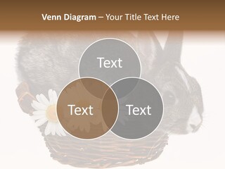 Season Happy Animal PowerPoint Template