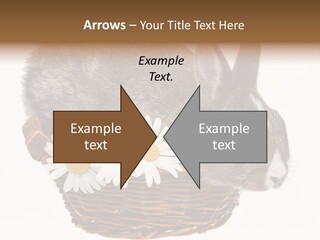 Season Happy Animal PowerPoint Template
