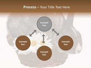 Season Happy Animal PowerPoint Template