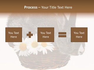 Season Happy Animal PowerPoint Template