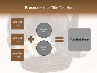 Season Happy Animal PowerPoint Template