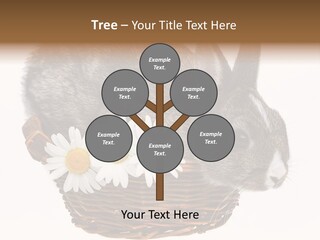 Season Happy Animal PowerPoint Template
