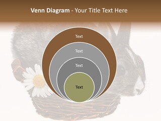 Season Happy Animal PowerPoint Template