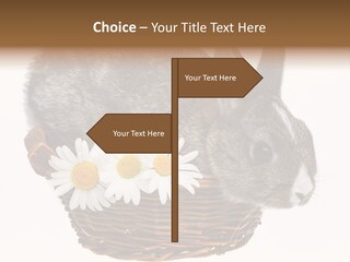 Season Happy Animal PowerPoint Template