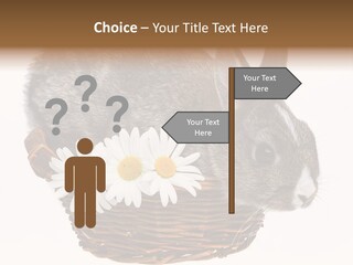 Season Happy Animal PowerPoint Template