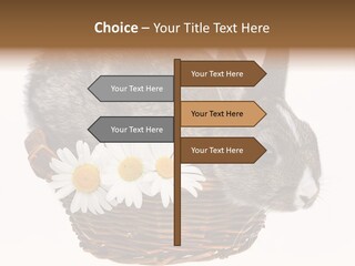 Season Happy Animal PowerPoint Template