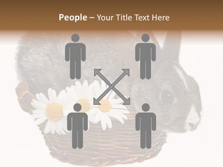 Season Happy Animal PowerPoint Template