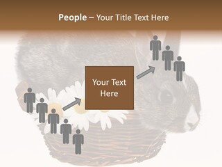 Season Happy Animal PowerPoint Template