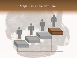 Season Happy Animal PowerPoint Template