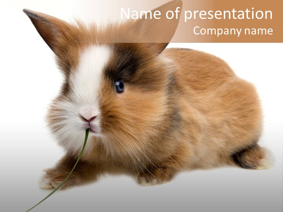 Brown Furry Small PowerPoint Template