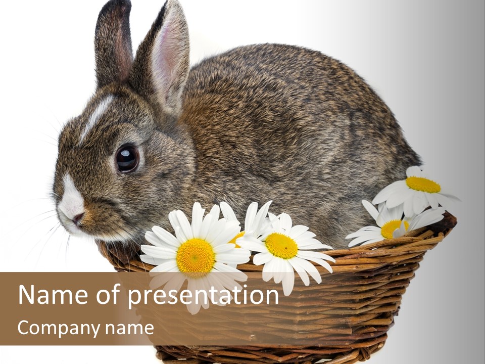 Lying Timid Season PowerPoint Template