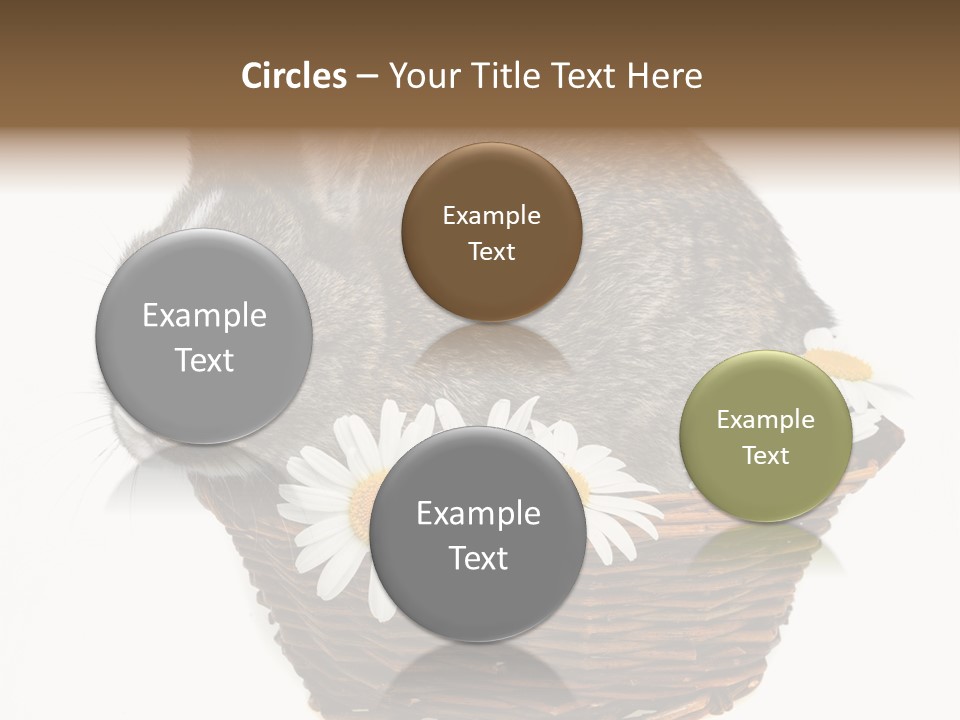 Lying Timid Season PowerPoint Template