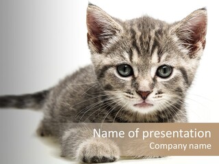 Isolated Animal Cat PowerPoint Template