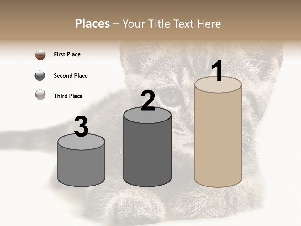 Isolated Animal Cat PowerPoint Template