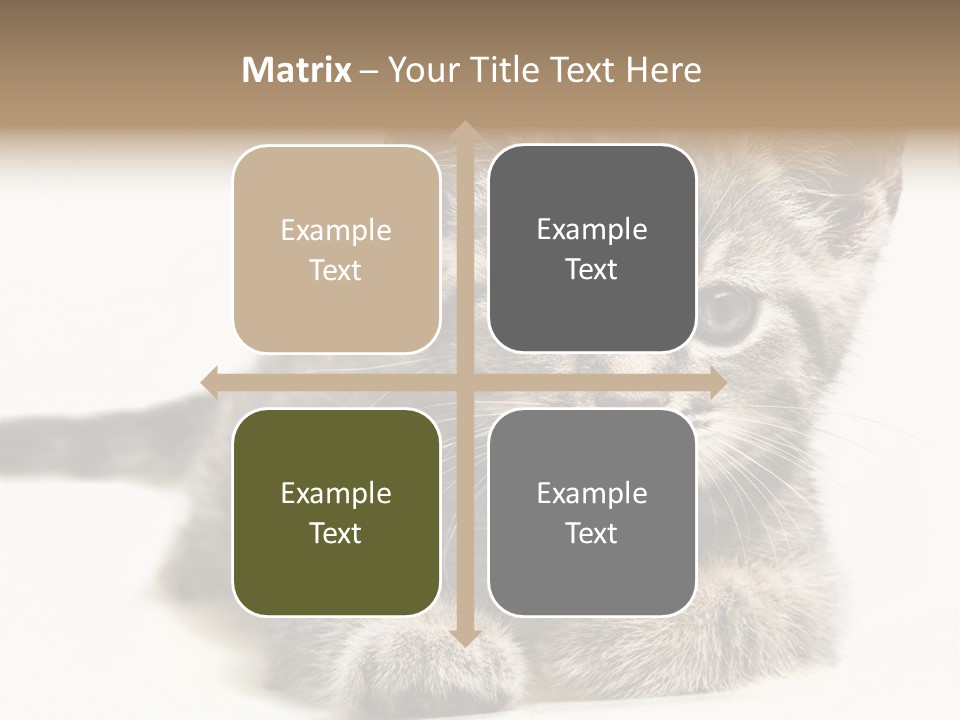 Isolated Animal Cat PowerPoint Template