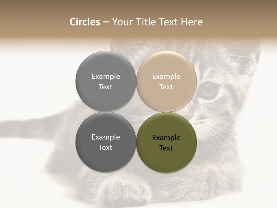 Isolated Animal Cat PowerPoint Template