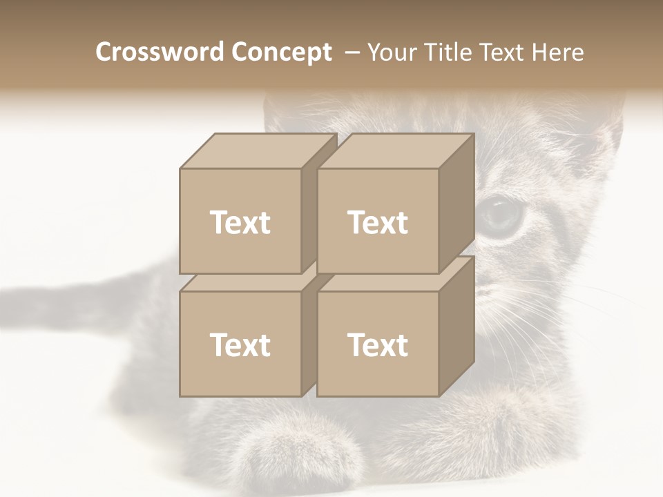 Isolated Animal Cat PowerPoint Template