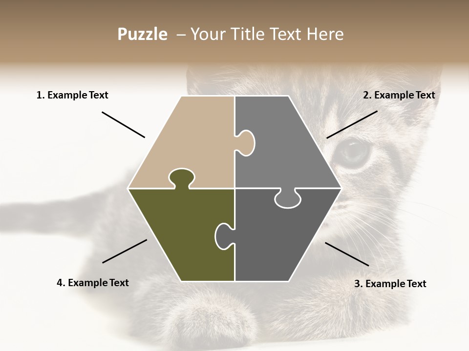 Isolated Animal Cat PowerPoint Template