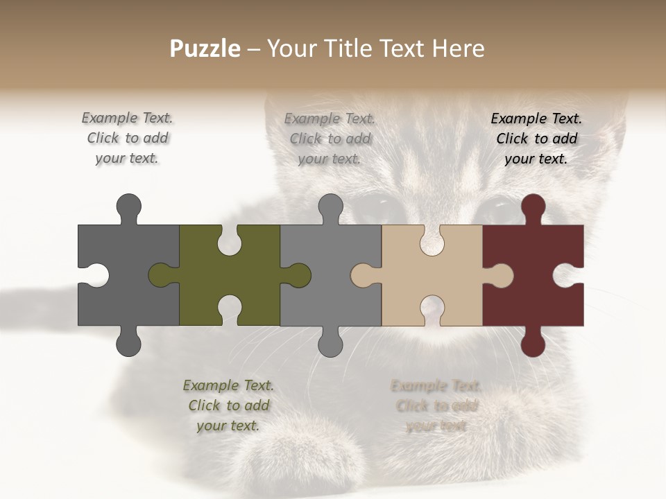 Isolated Animal Cat PowerPoint Template