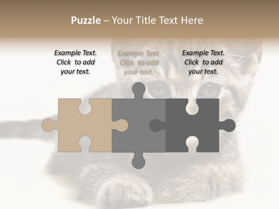 Isolated Animal Cat PowerPoint Template