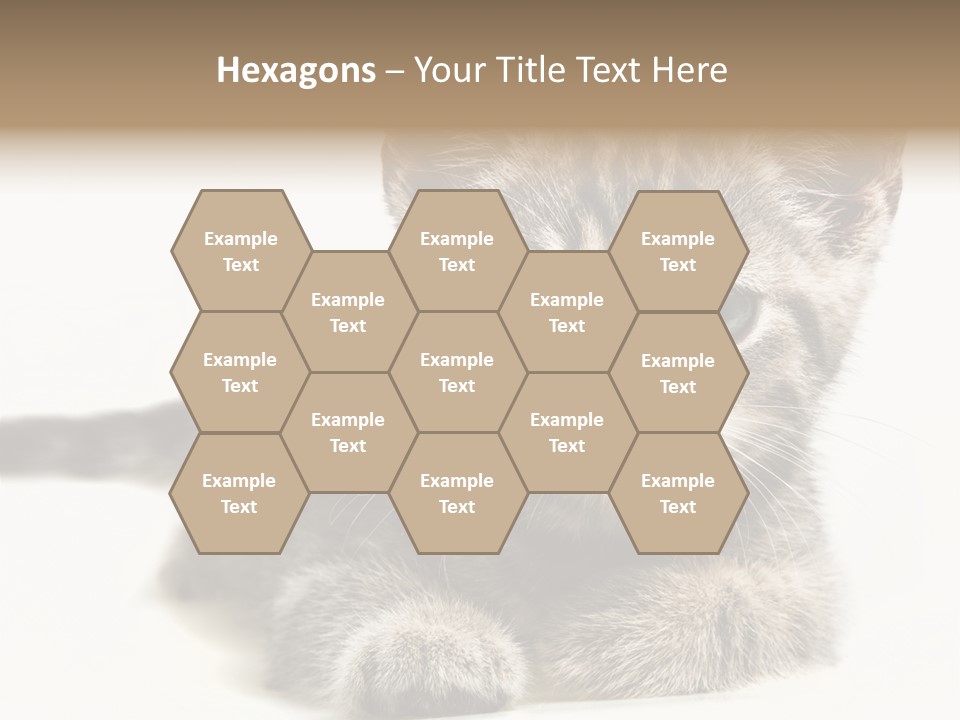 Isolated Animal Cat PowerPoint Template