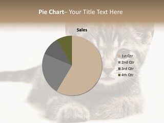 Isolated Animal Cat PowerPoint Template