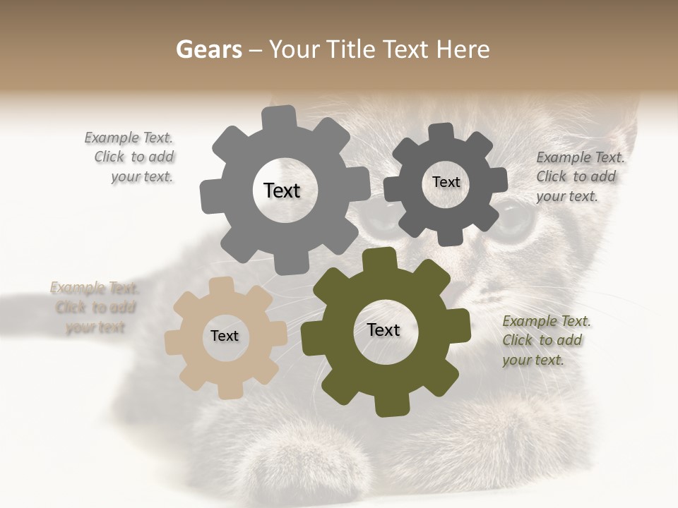 Isolated Animal Cat PowerPoint Template