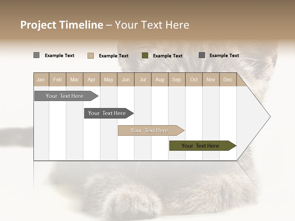 Isolated Animal Cat PowerPoint Template