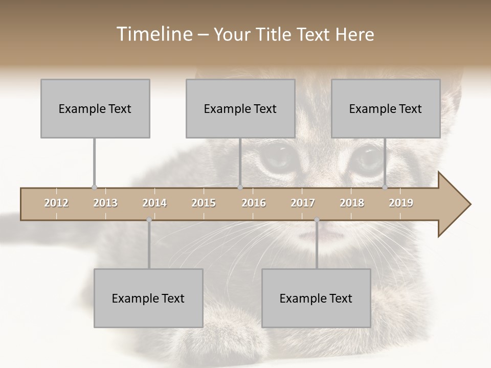 Isolated Animal Cat PowerPoint Template