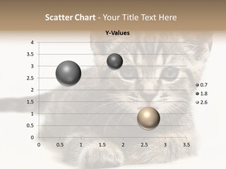 Isolated Animal Cat PowerPoint Template