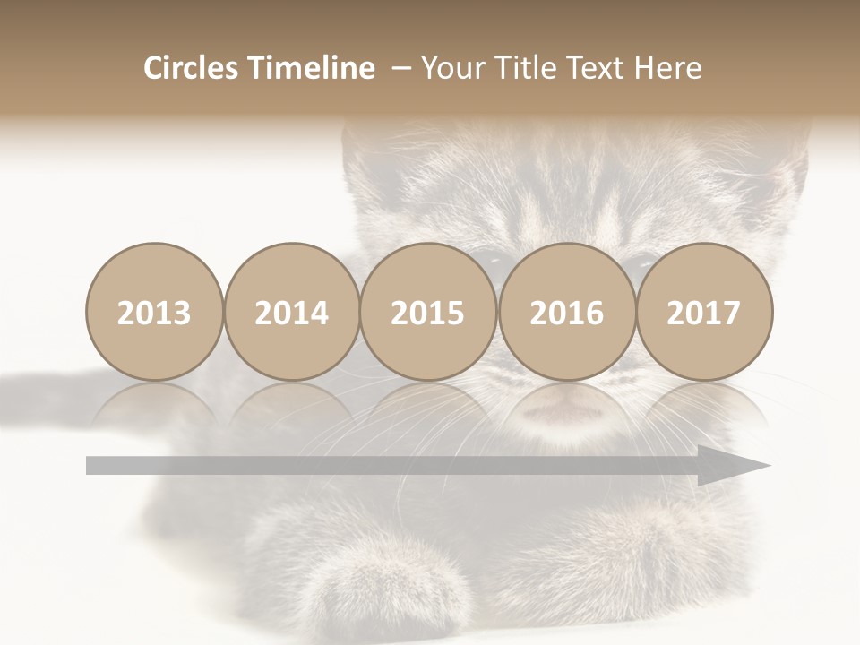 Isolated Animal Cat PowerPoint Template