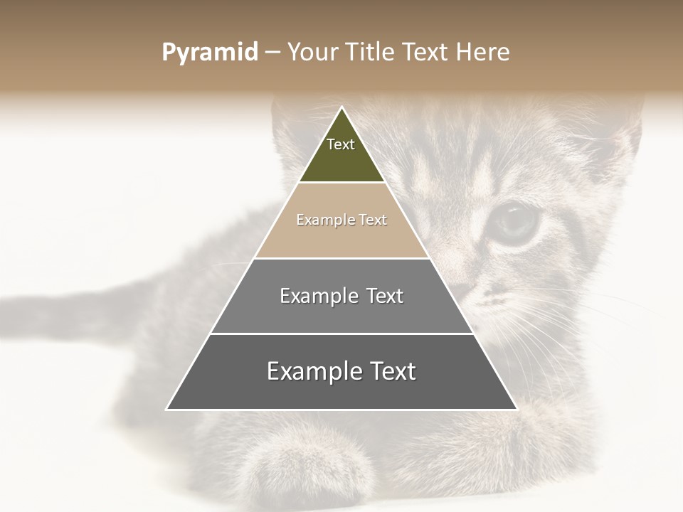 Isolated Animal Cat PowerPoint Template
