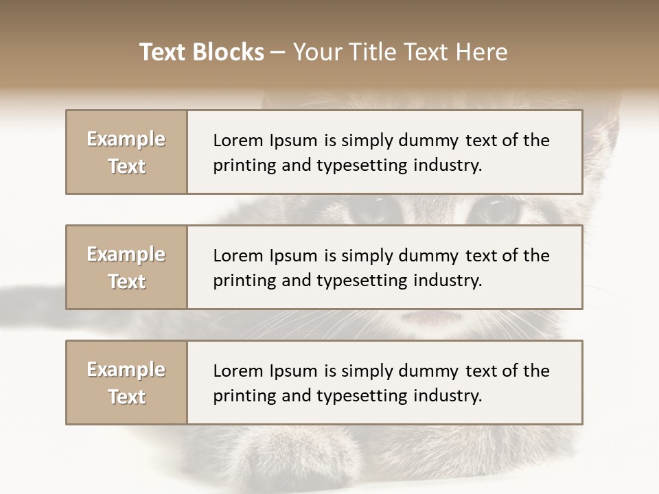 Isolated Animal Cat PowerPoint Template