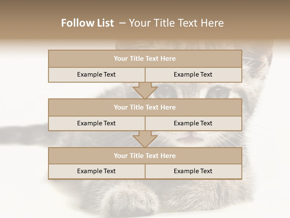 Isolated Animal Cat PowerPoint Template