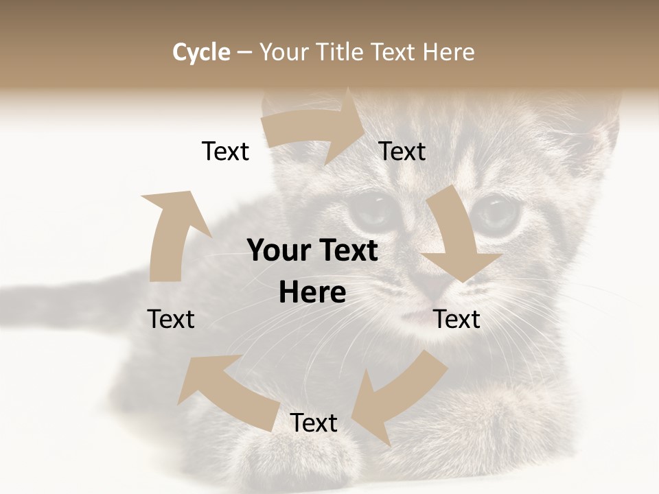 Isolated Animal Cat PowerPoint Template