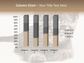 Isolated Animal Cat PowerPoint Template