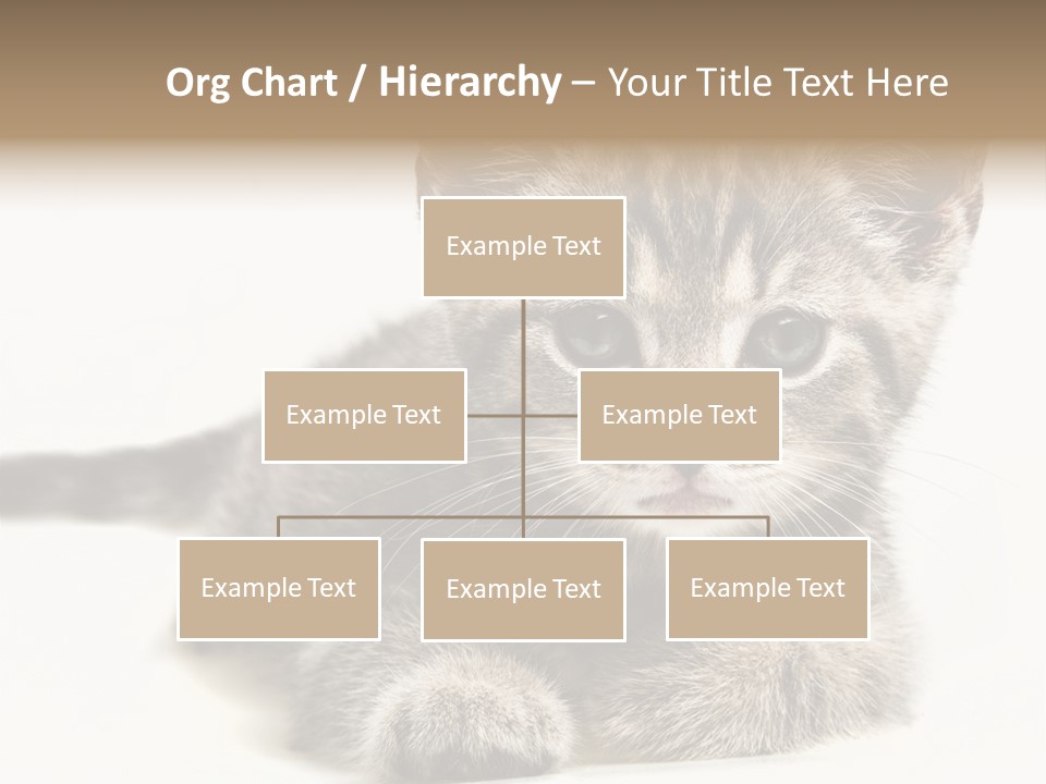 Isolated Animal Cat PowerPoint Template