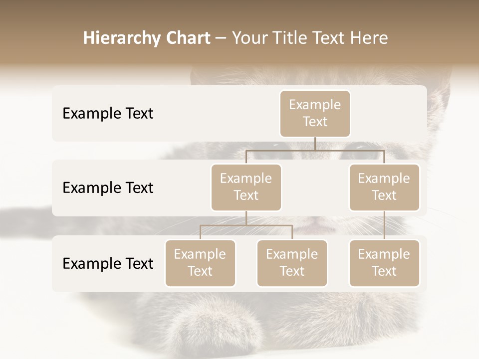 Isolated Animal Cat PowerPoint Template